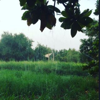 Farm For Rent In Al Manama - Ajman