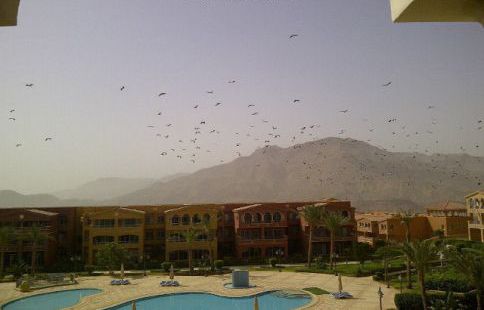 Holiday Villa For Rent In Ain Sokhna - Ataqah - Suez