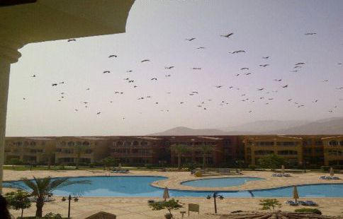 Holiday Villa For Rent In Ain Sokhna - Ataqah - Suez