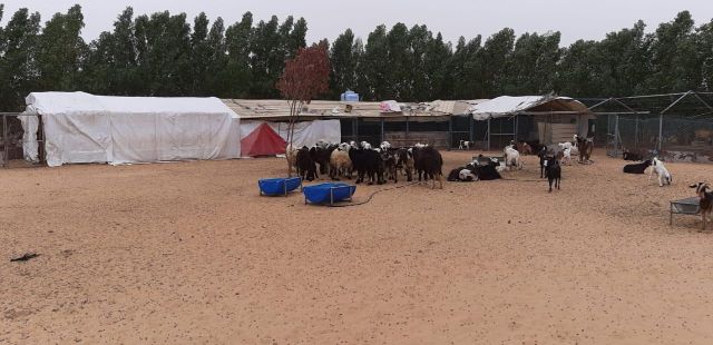 Farm For Rent In Ajman - Ajman