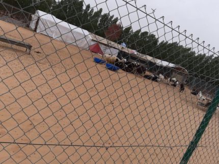 Farm For Rent In Ajman - Ajman