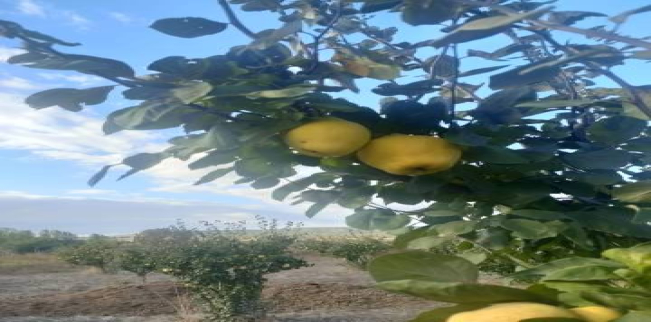 Land For Sale In Malkara - Tekirdag